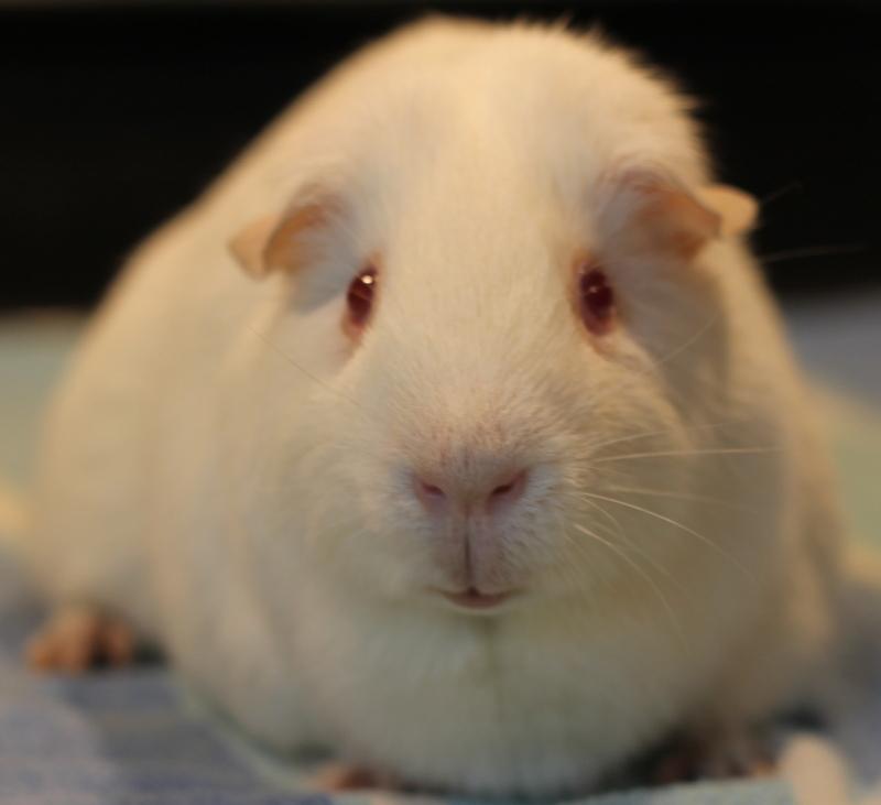 Enlarge Merry and Pippin, a ADOPTABLE Guinea Pig in Budd Lake, NJ image 5/6