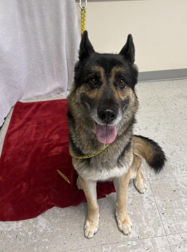 *Mufasa*, Adoptable, Adult Male German Shepherd Dog.