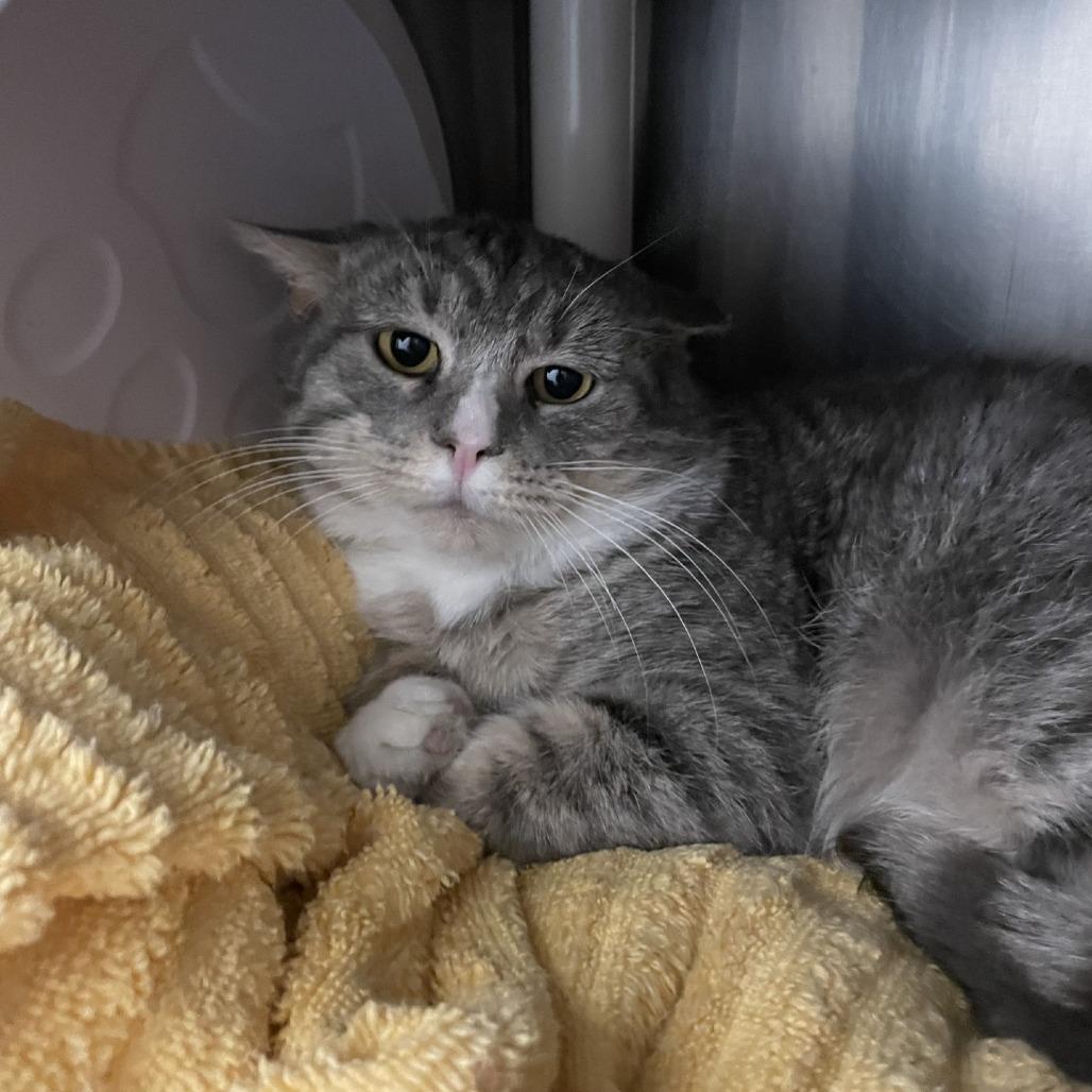 Ash, Adoptable, Adult Male Domestic Short Hair.