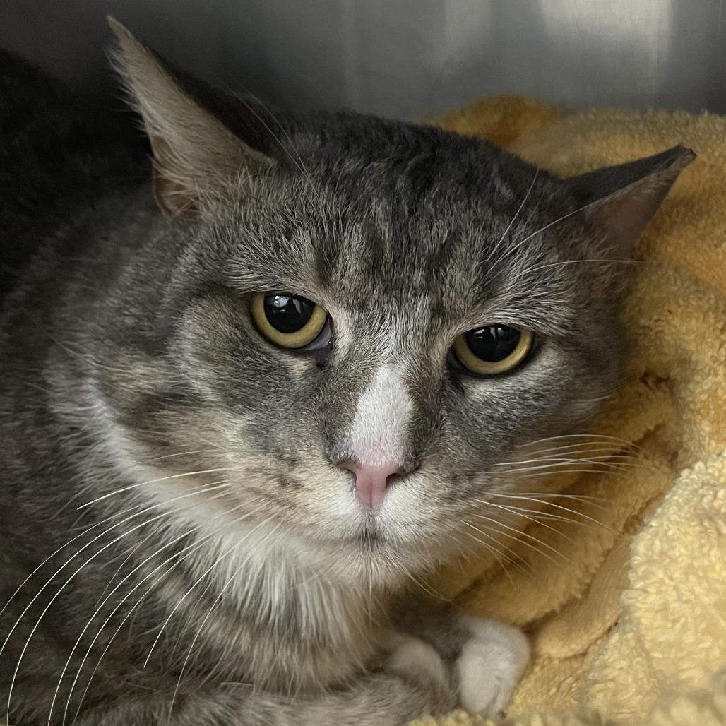 Ash, a Adoptable Domestic Short Hair in Brockton, MA image 2/3