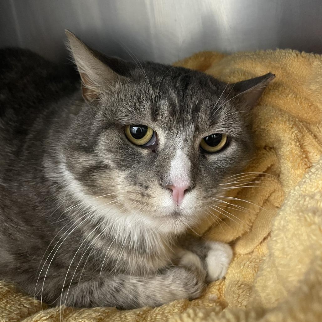 Ash, a Adoptable Domestic Short Hair in Brockton, MA image 3/3