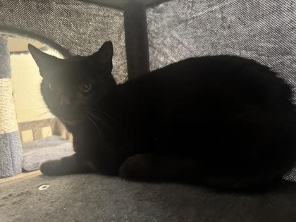Wither Feral, Adoptable, Adult Female Domestic Short Hair & Domestic Short Hair.