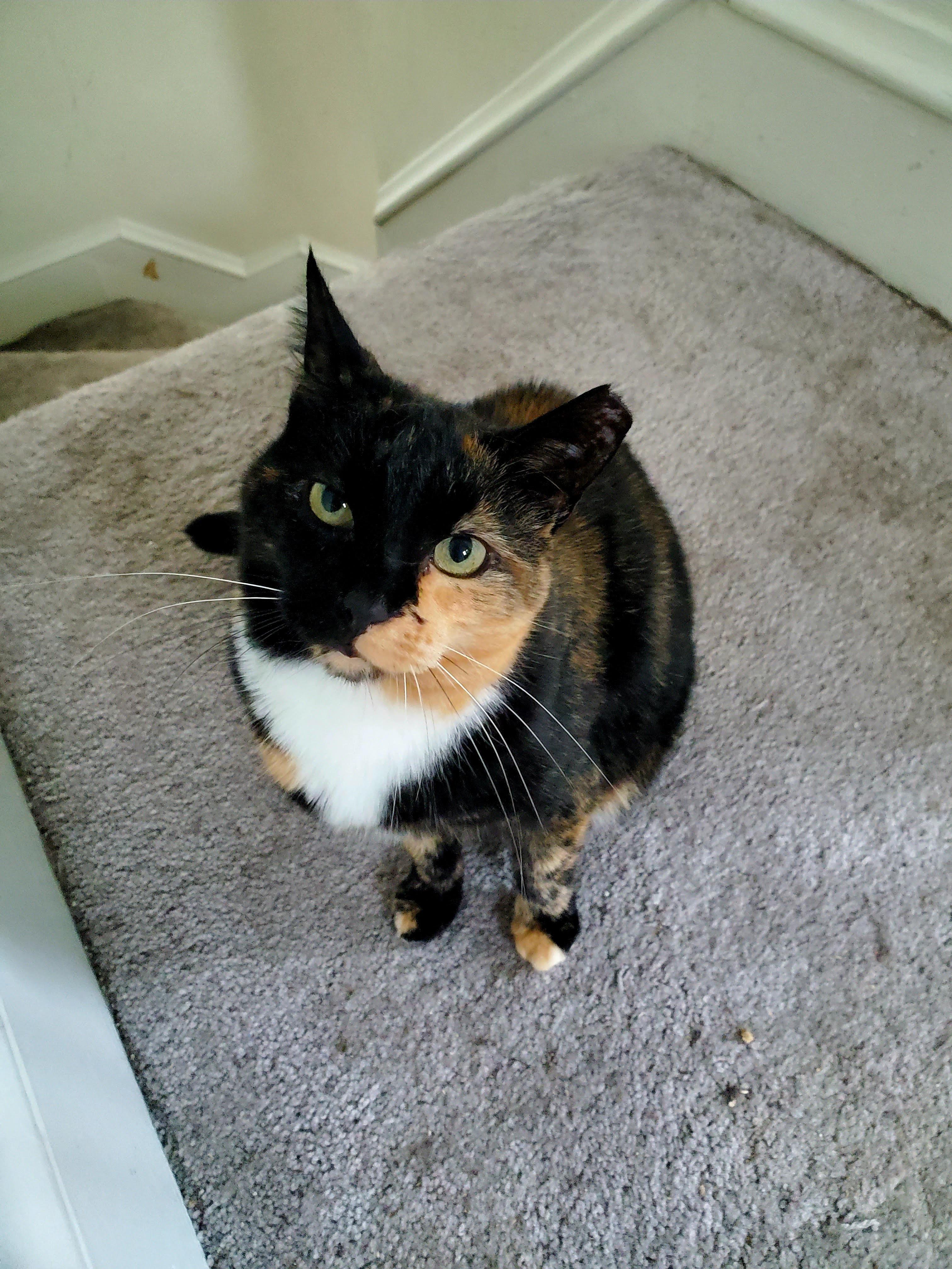 Lady, a Adoptable Domestic Short Hair in Norfolk, VA image 2/3