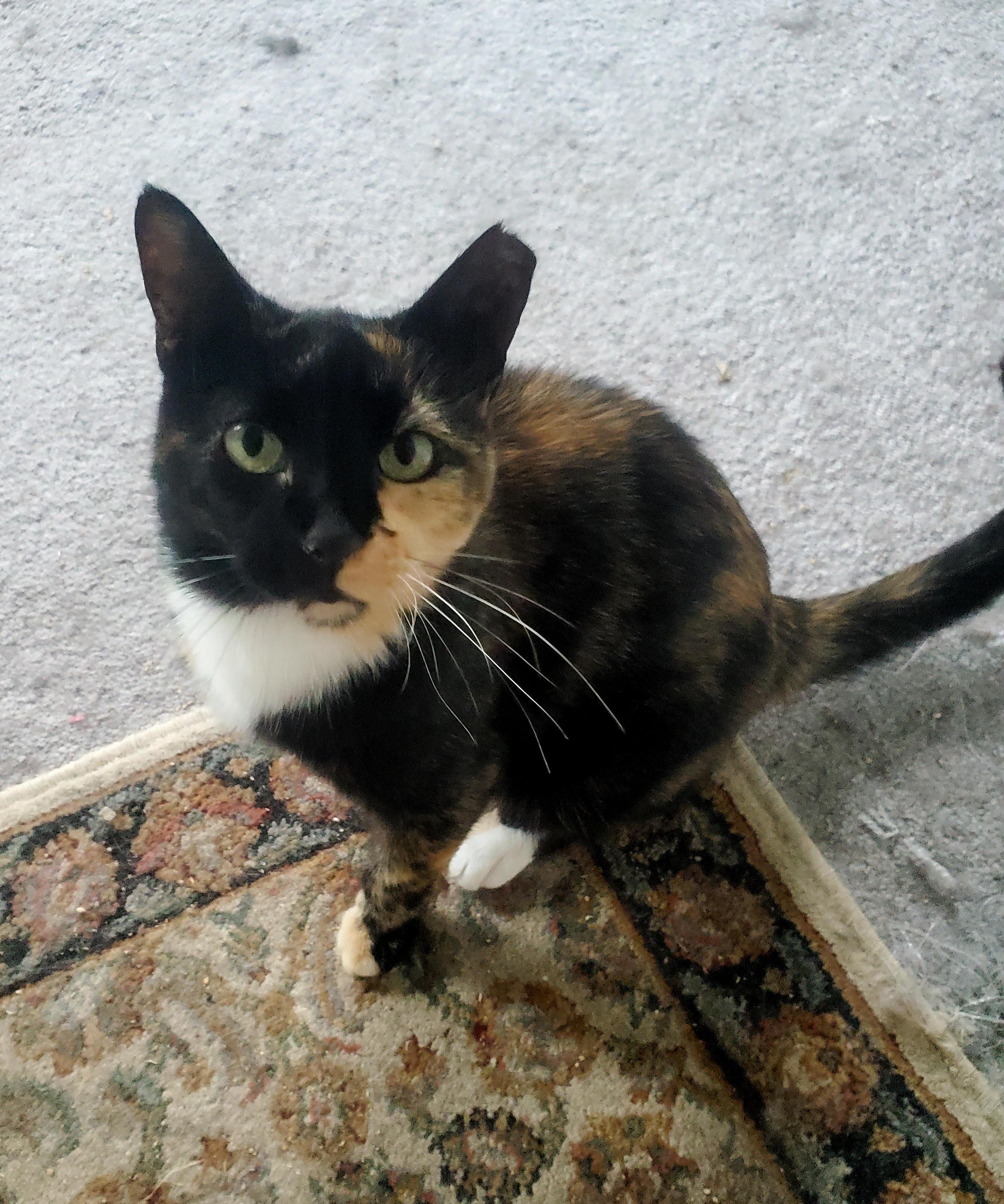 Lady, Adoptable, Adult Female Domestic Short Hair.