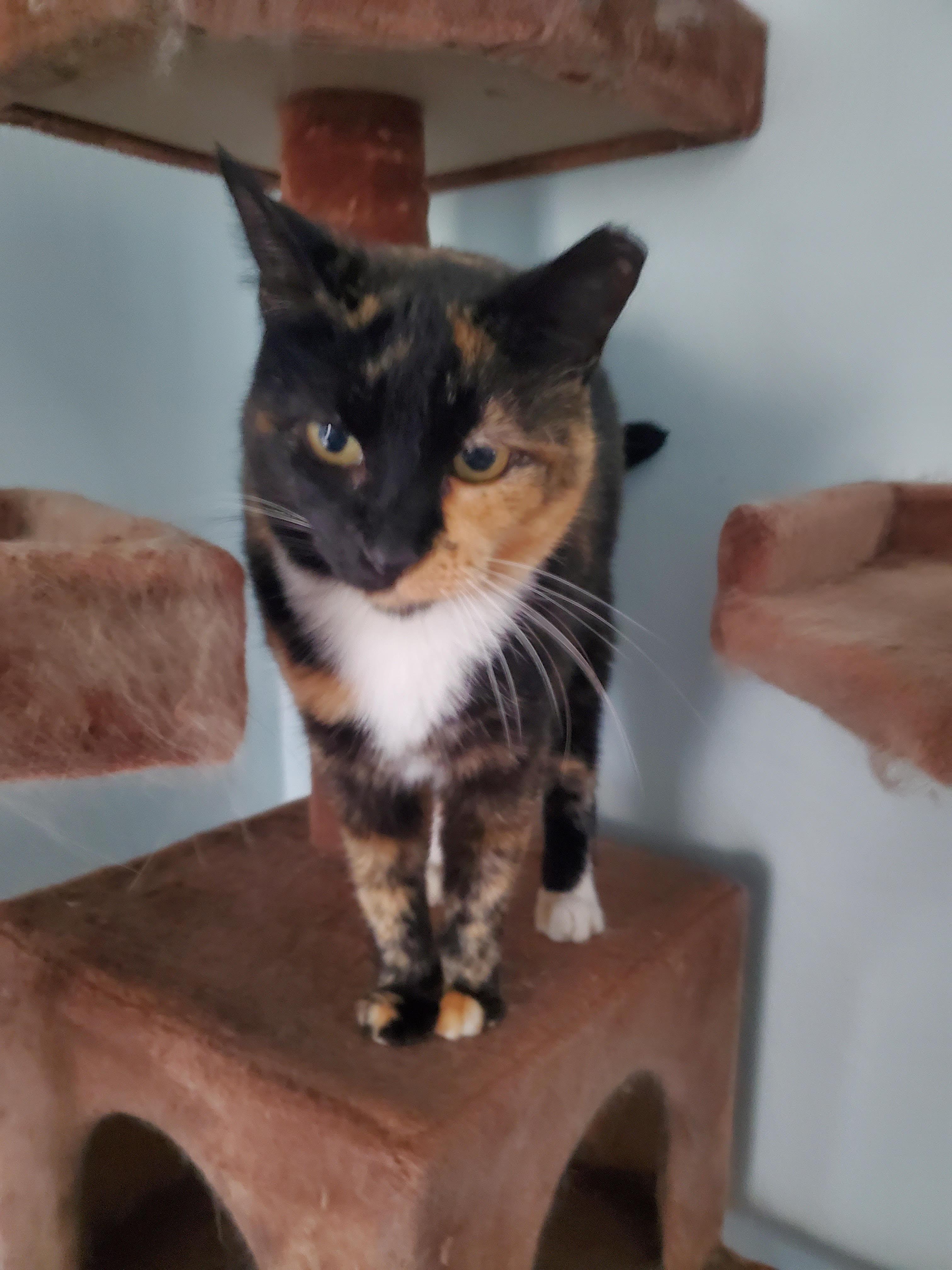 Lady, a Adoptable Domestic Short Hair in Norfolk, VA image 3/3