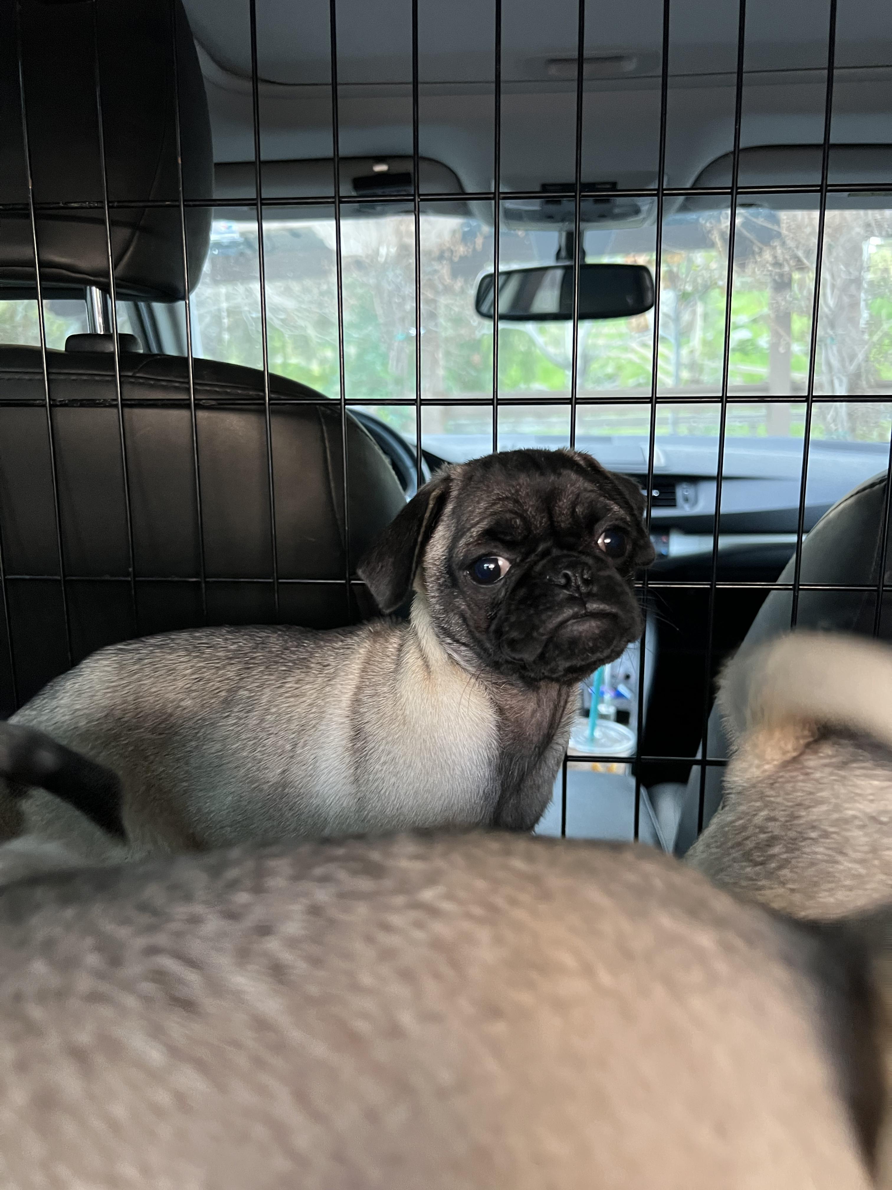 Crackle, ADOPTABLE, Puppy Male Pug.