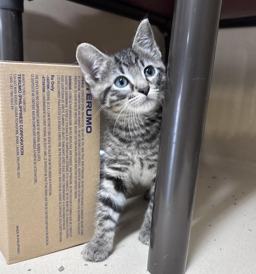 Chopper, adopted, Kitten Male Domestic Short Hair.