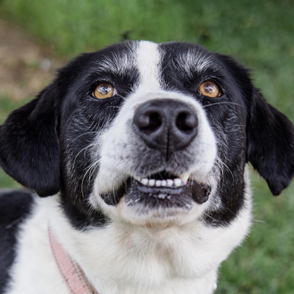 Enlarge Daisy, a Adoptable Mixed Breed in Lake Jackson, TX image 1/5