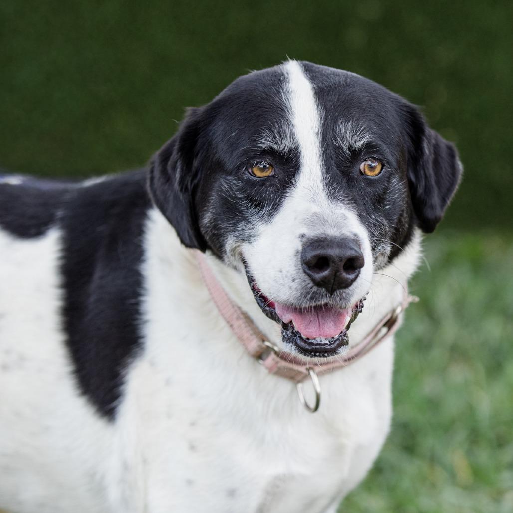 Enlarge Daisy, a Adoptable Mixed Breed in Lake Jackson, TX image 2/5