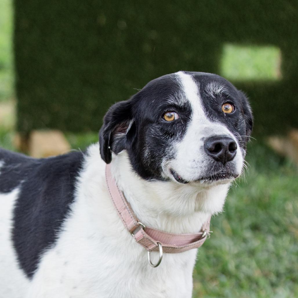 Enlarge Daisy, a Adoptable Mixed Breed in Lake Jackson, TX image 3/5