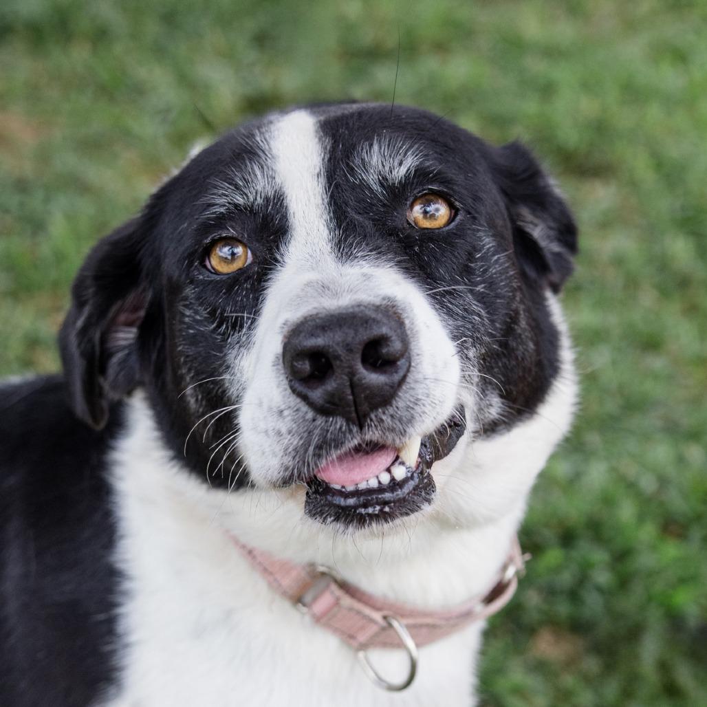 Enlarge Daisy, a Adoptable Mixed Breed in Lake Jackson, TX image 4/5