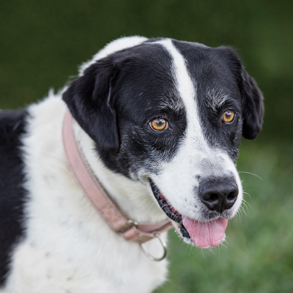 Enlarge Daisy, a Adoptable Mixed Breed in Lake Jackson, TX image 5/5