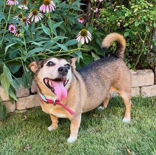 Enlarge PK, a Adoptable Mixed Breed in Weatherford, TX image 5/6