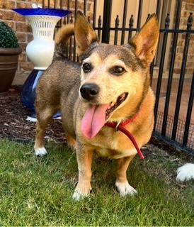 Enlarge PK, a Adoptable Mixed Breed in Weatherford, TX image 6/6