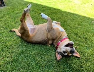 Enlarge PK, a Adoptable Mixed Breed in Weatherford, TX image 2/6