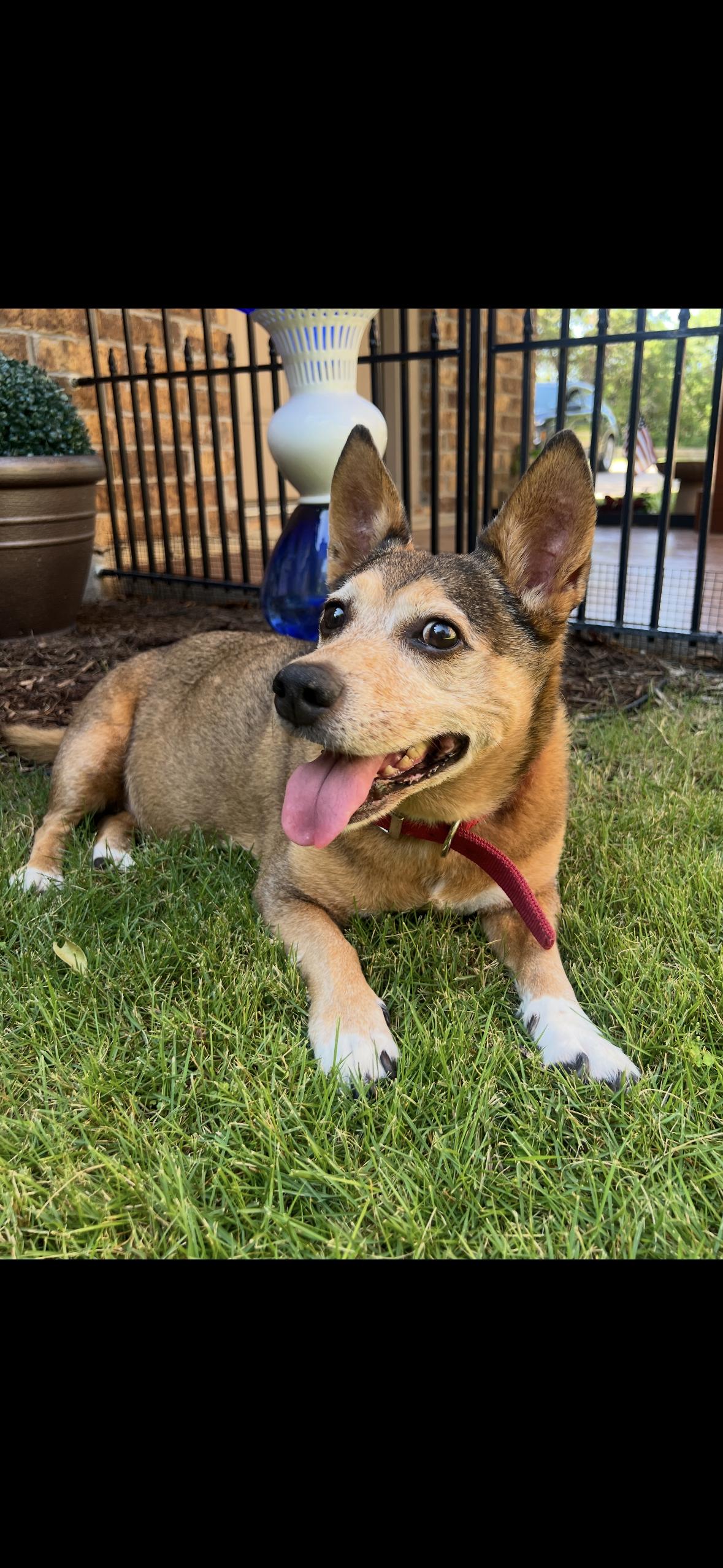 Enlarge PK, a Adoptable Mixed Breed in Weatherford, TX image 4/6