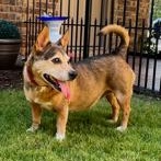 PK, Adoptable, Adult Male Mixed Breed.