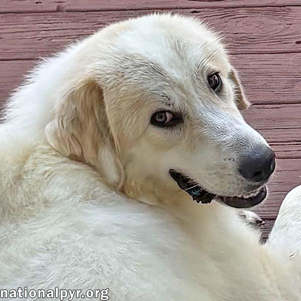 Enlarge Luna in NJ - Gives Sweet Kisses!, a ADOPTABLE Great Pyrenees in Hillsborough, NJ image 1/4