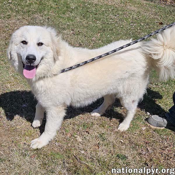 Luna in NJ - Gives Sweet Kisses!, ADOPTABLE, Young Female Great Pyrenees.