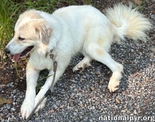 Enlarge Luna in NJ - Gives Sweet Kisses!, a ADOPTABLE Great Pyrenees in Hillsborough, NJ image 4/4