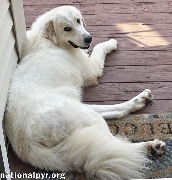Luna in NJ - Gives Sweet Kisses!, a ADOPTABLE Great Pyrenees in Hillsborough, NJ image 2/4