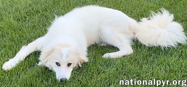 Luna in NJ - Gives Sweet Kisses!, a ADOPTABLE Great Pyrenees in Hillsborough, NJ image 3/4