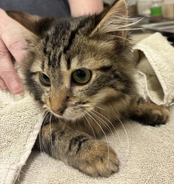 Francine, Adoptable, Kitten Female Domestic Medium Hair.