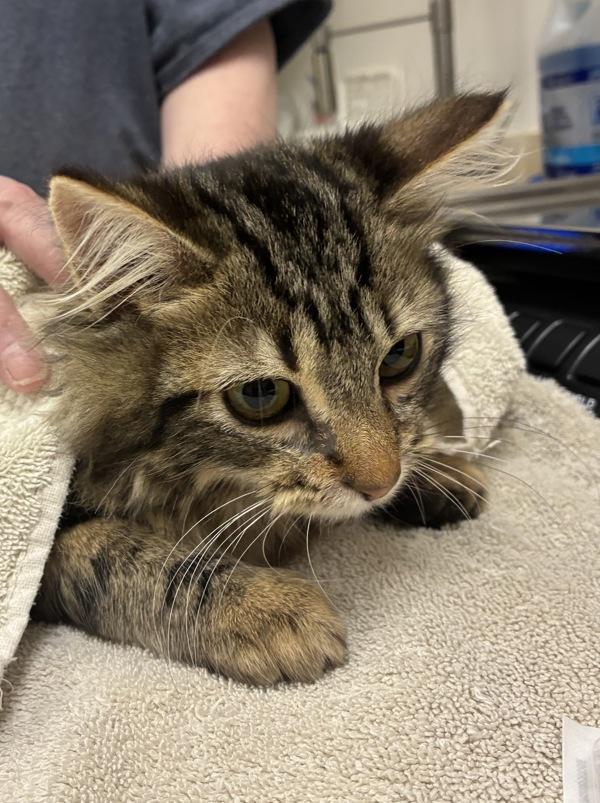 Francine — thumbnail 2