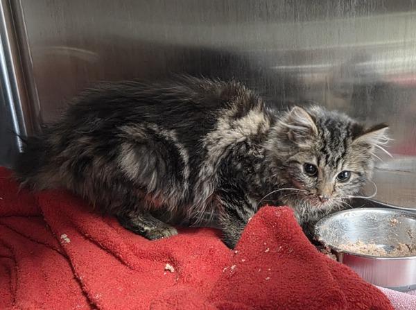 Francine — thumbnail 3