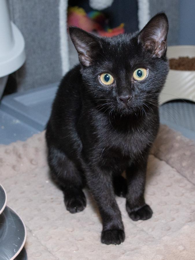 Enlarge Pudding, a Adoptable Domestic Short Hair in Paramus, NJ image 3/3