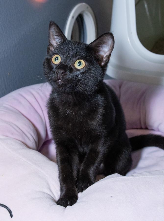 Enlarge Pudding, a Adoptable Domestic Short Hair in Paramus, NJ image 2/3