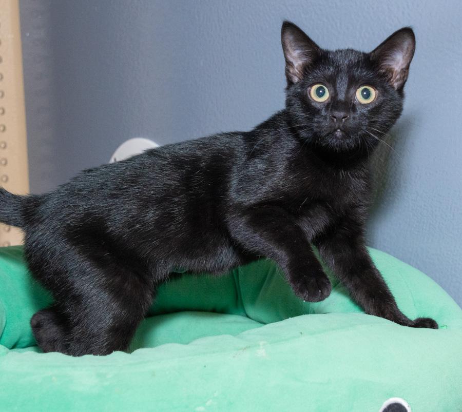 Enlarge Pudding, a Adoptable Domestic Short Hair in Paramus, NJ image 1/3