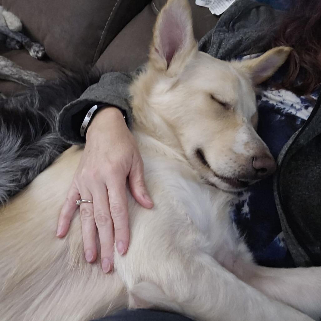 Barkley, Adoptable, Young Male Mixed Breed.