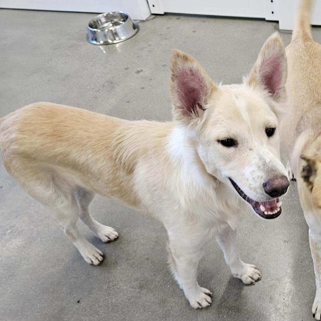 Enlarge Barkley, a Adoptable Mixed Breed in Nampa, ID image 2/6