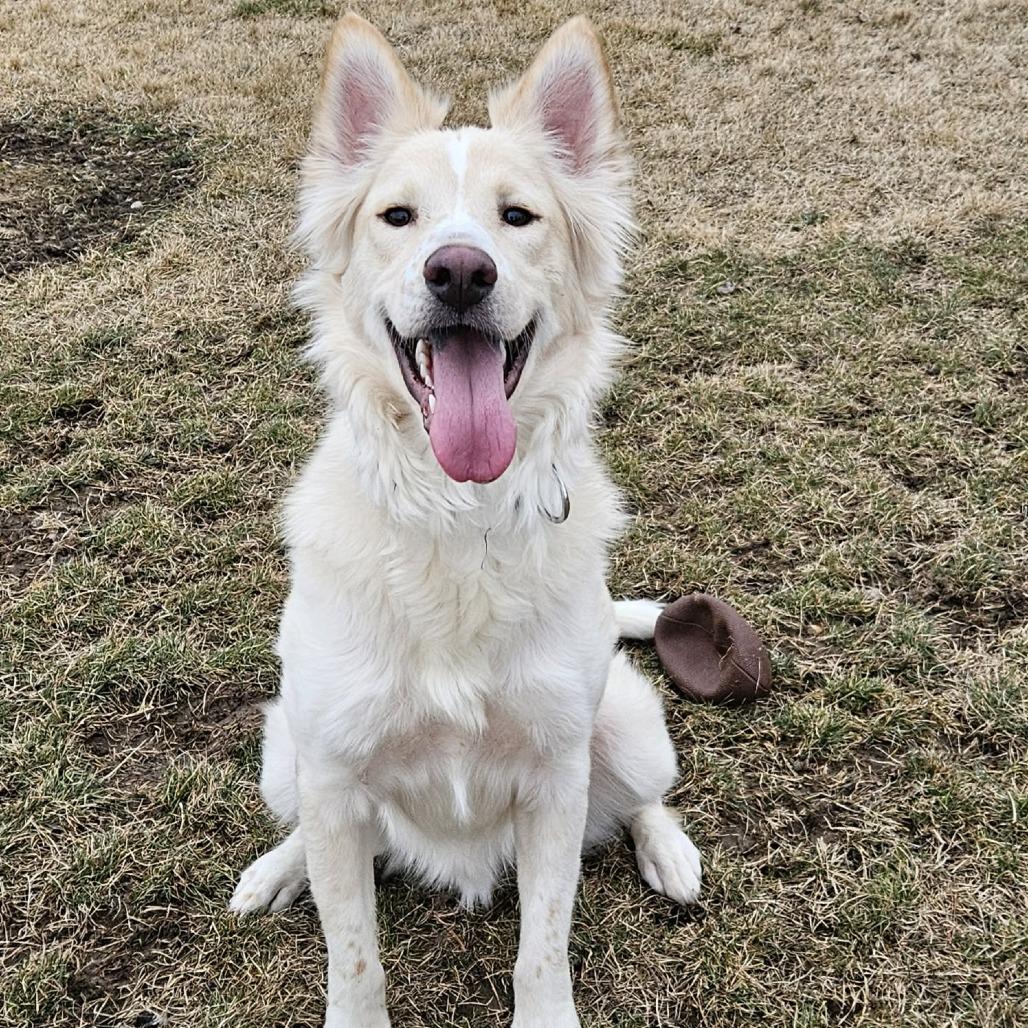 Enlarge Barkley, a Adoptable Mixed Breed in Nampa, ID image 3/6