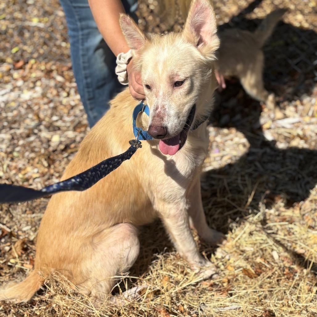 Enlarge Barkley, a Adoptable Mixed Breed in Nampa, ID image 4/6
