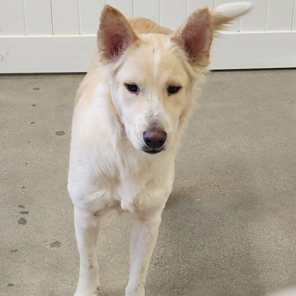 Enlarge Barkley, a Adoptable Mixed Breed in Nampa, ID image 6/6
