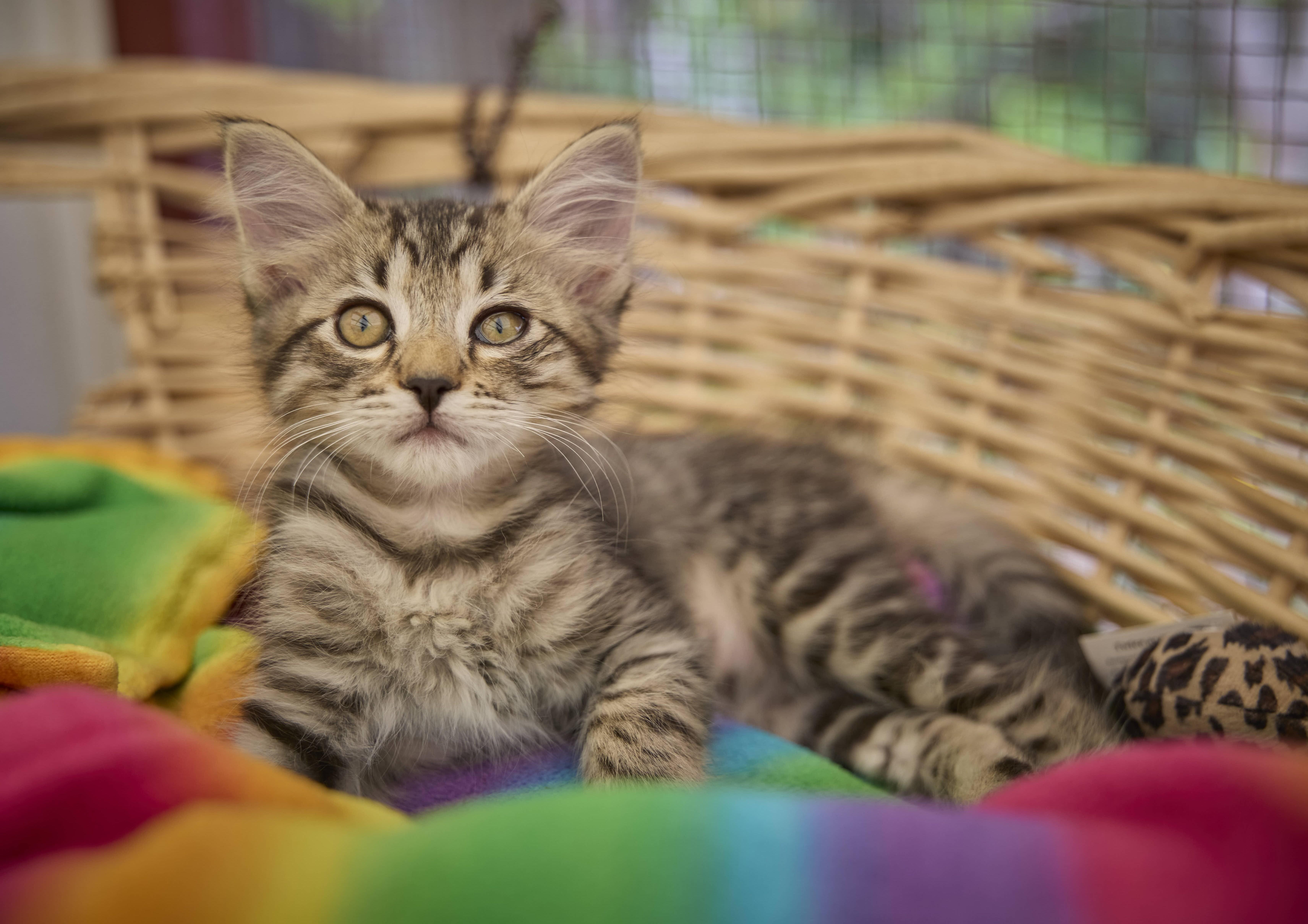 Twyla, Adoptable, Kitten Female Domestic Long Hair.