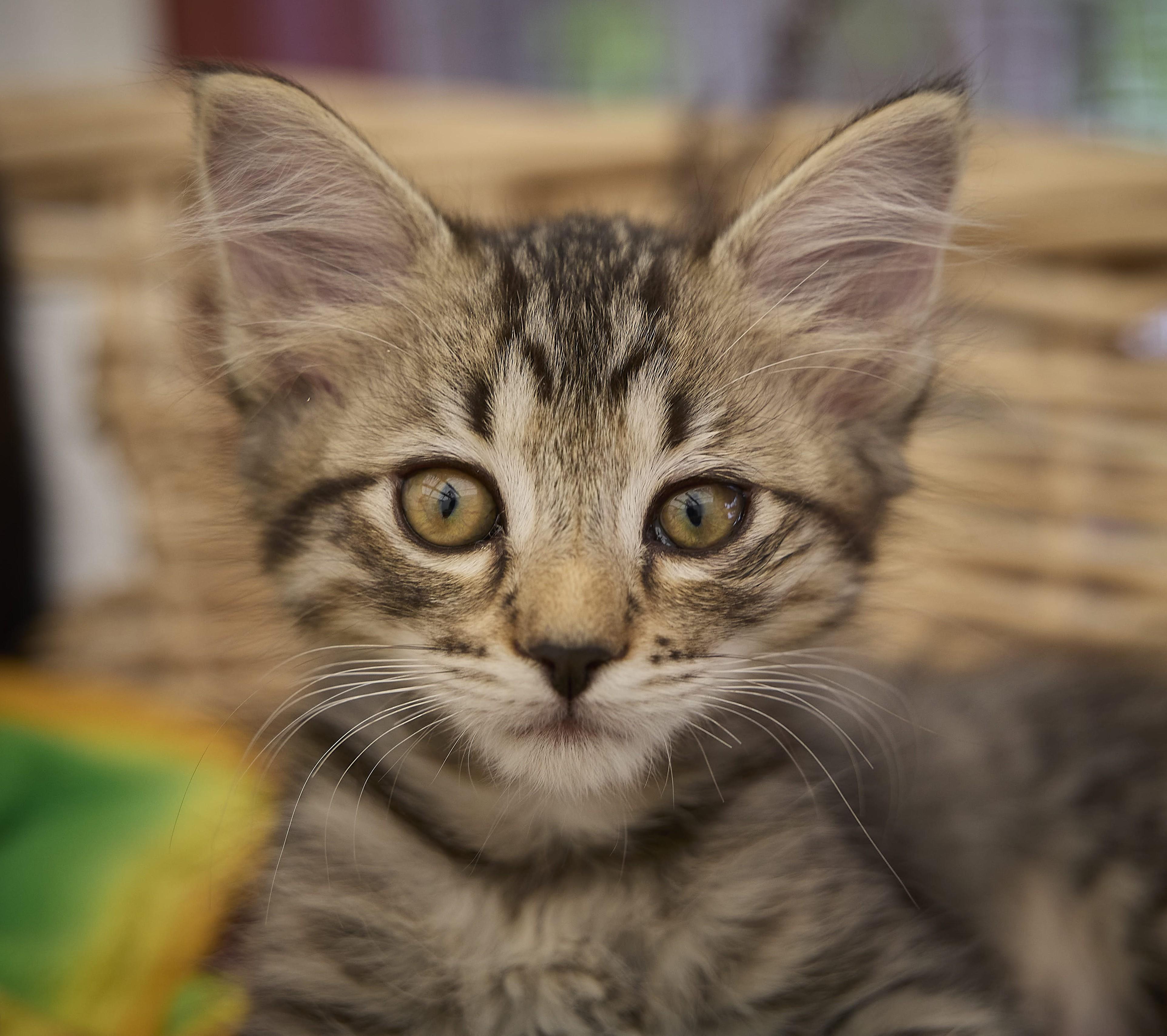 Enlarge Twyla, a Adoptable Domestic Long Hair in Santa Barbara, CA image 2/2