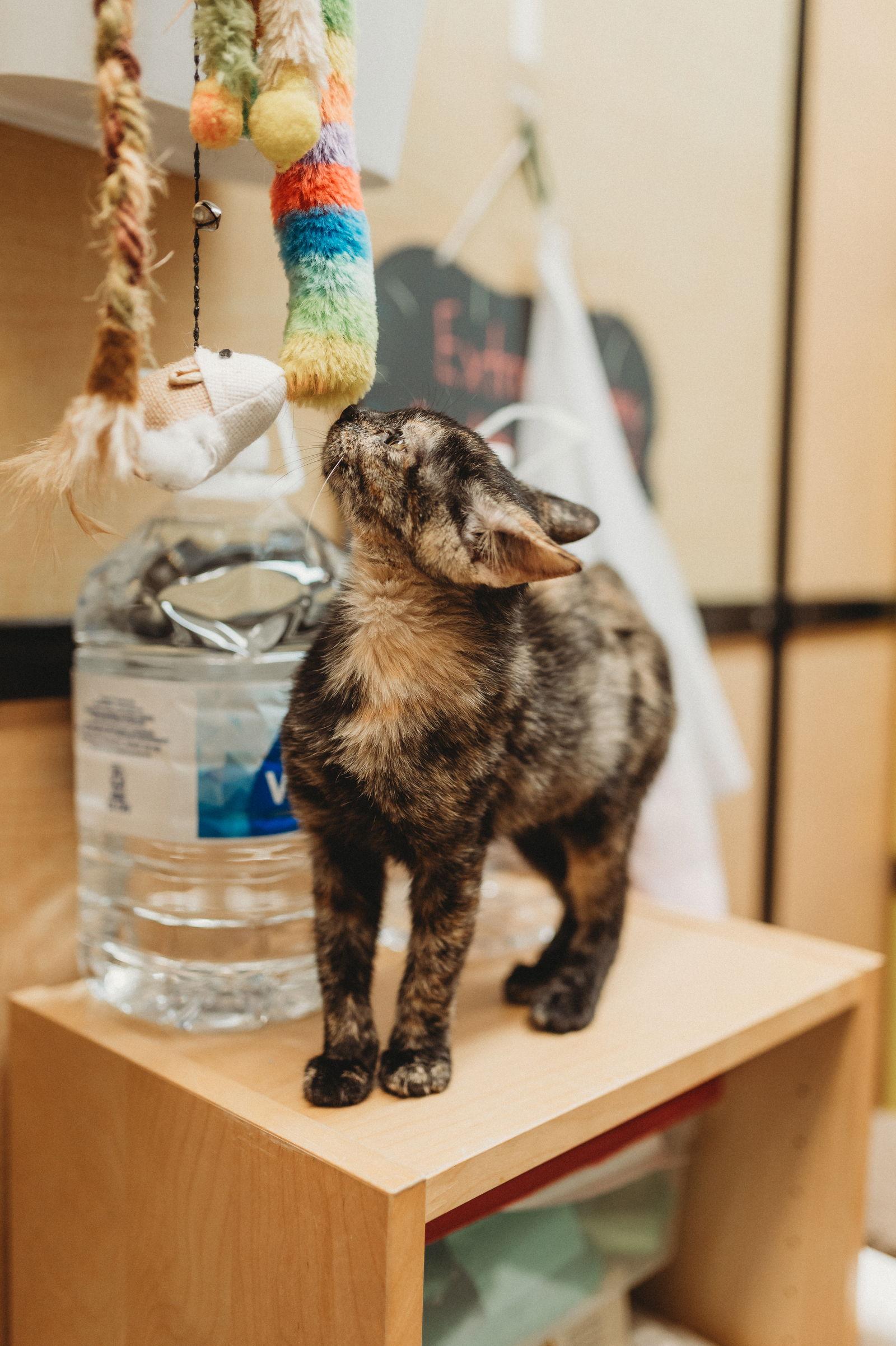 Enlarge Vixen, a Adopted mixed breed in McKinney, TX image 1/2