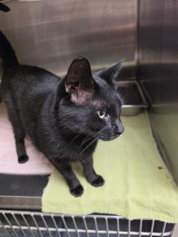 Max, Adoptable, Adult Male Domestic Short Hair & Domestic Short Hair.