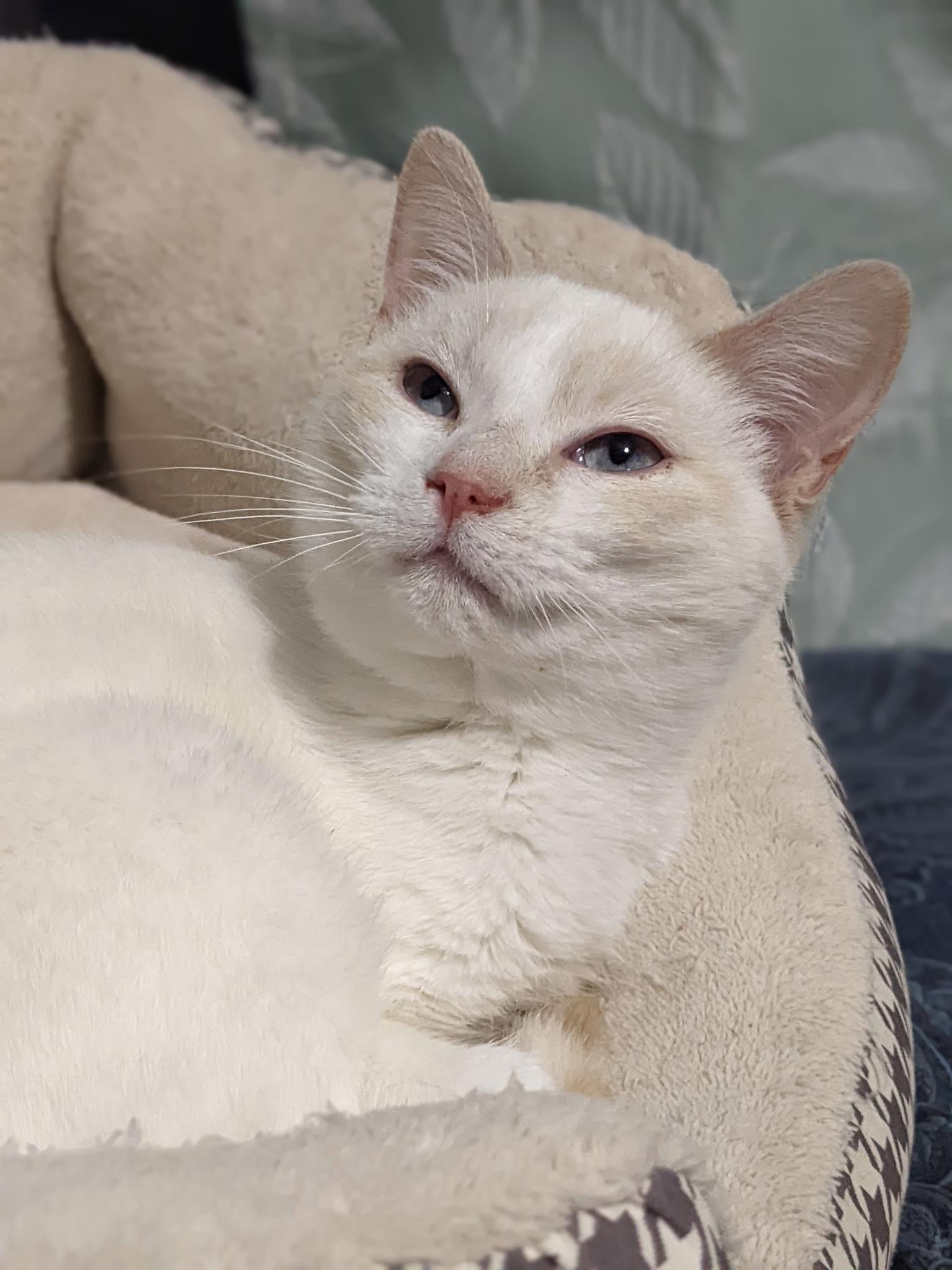 Winnie, Adoptable, Adult Female Domestic Short Hair.