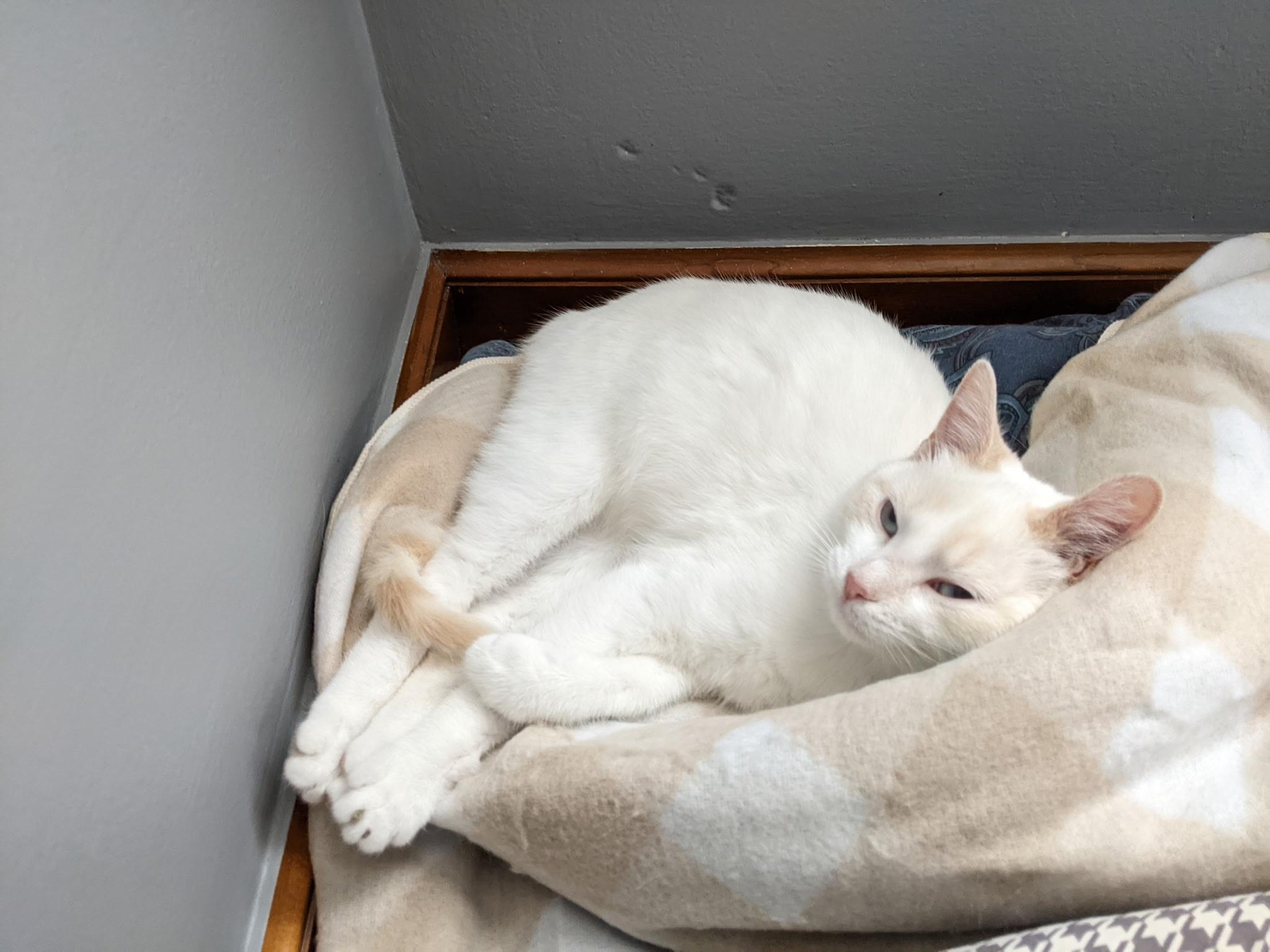 Winnie, a Adoptable Domestic Short Hair in Greenwood, IN image 2/5