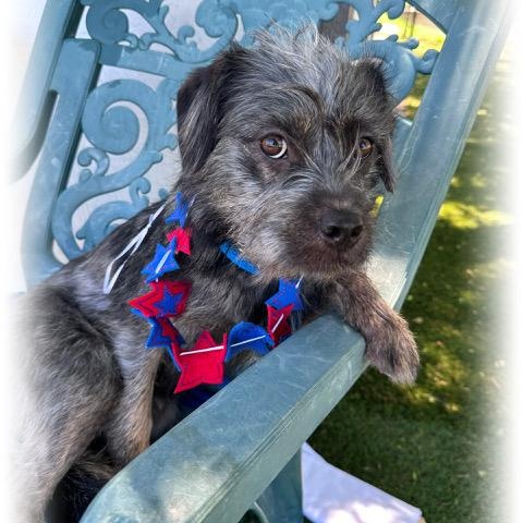 Zipper, Adult Female Terrier