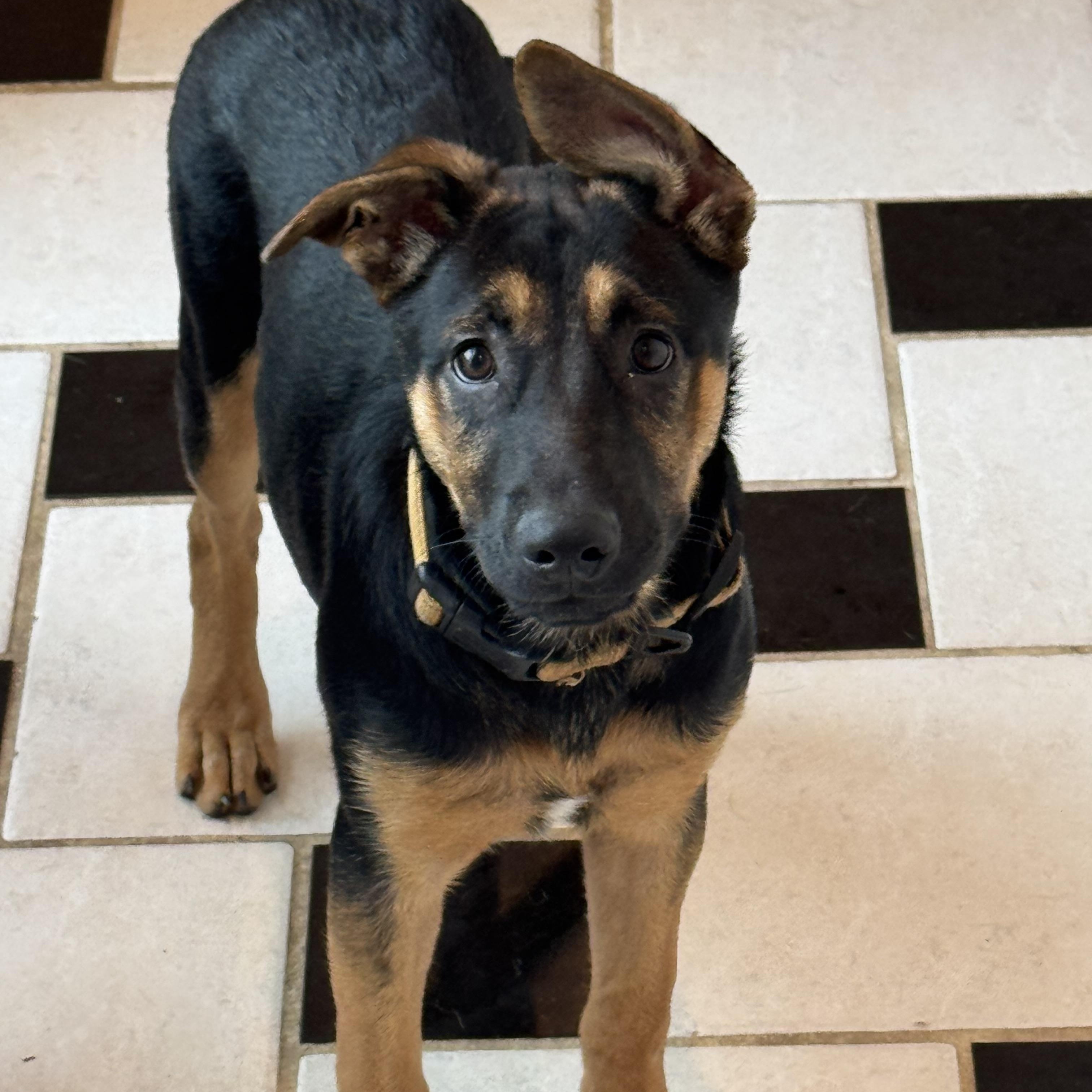 Enlarge Harley, a Adoptable mixed breed in Old Brookville, NY image 6/6