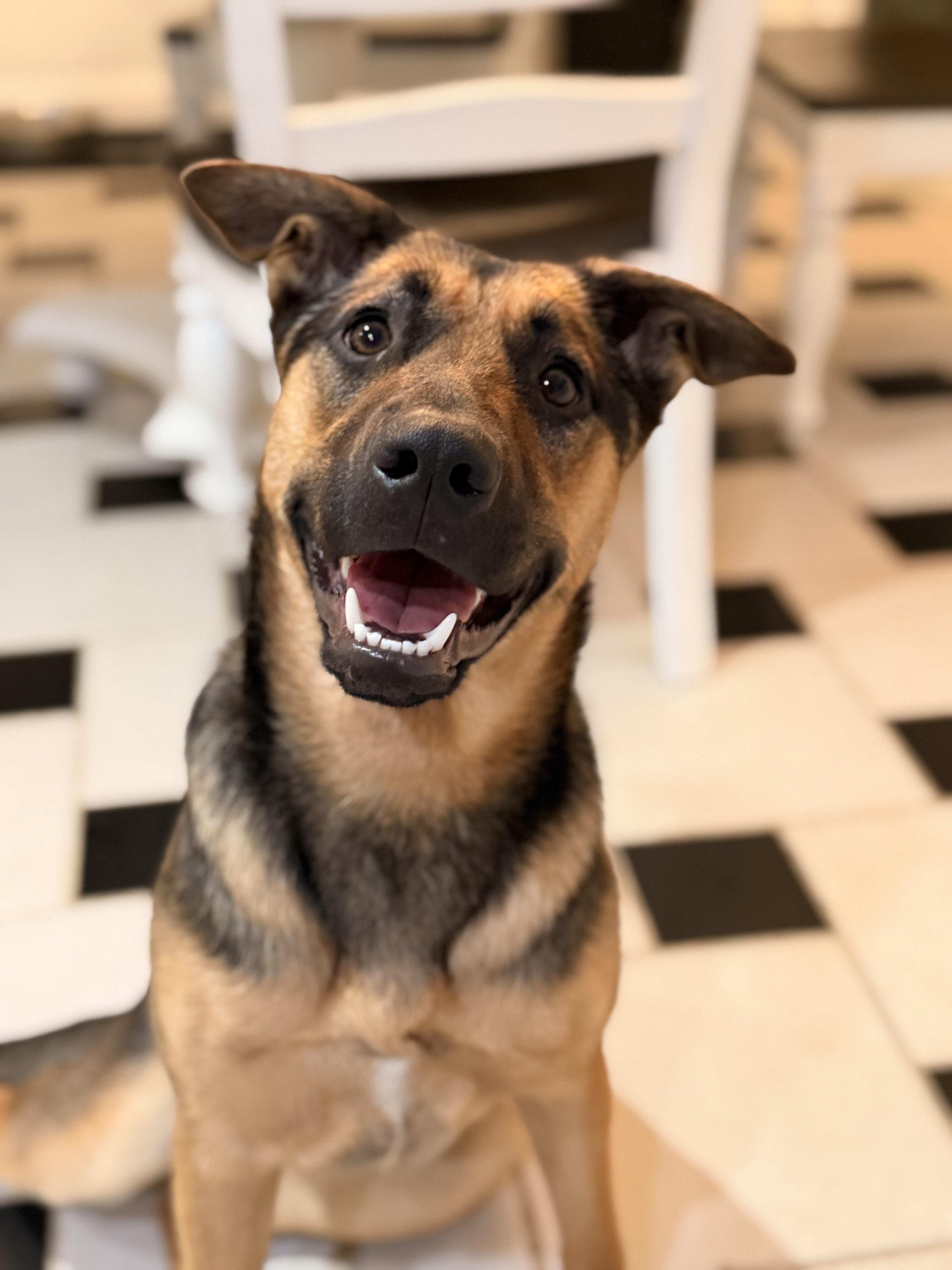 Harley, Adoptable, Puppy Female German Shepherd Dog.