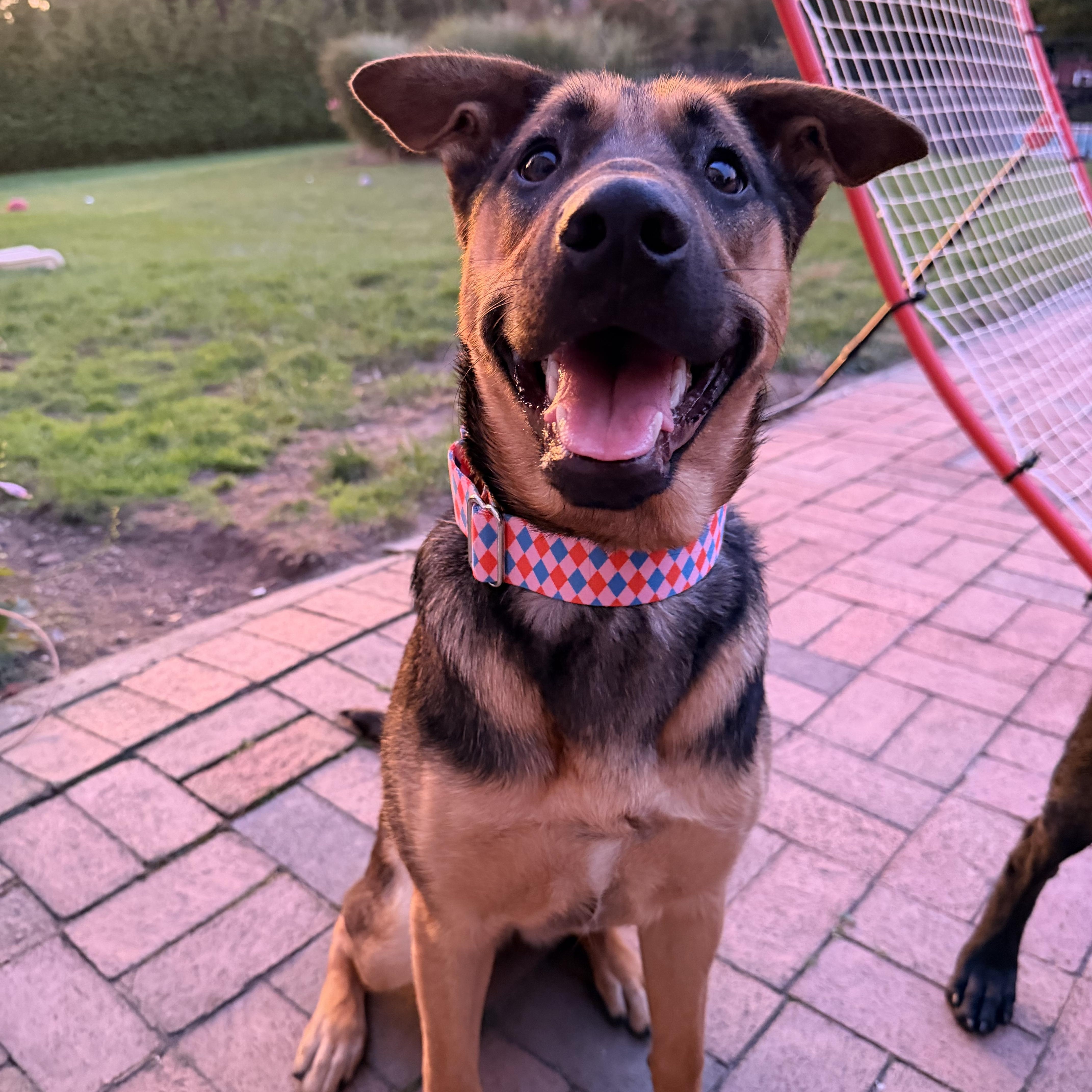 Enlarge Harley, a Adoptable mixed breed in Old Brookville, NY image 2/6
