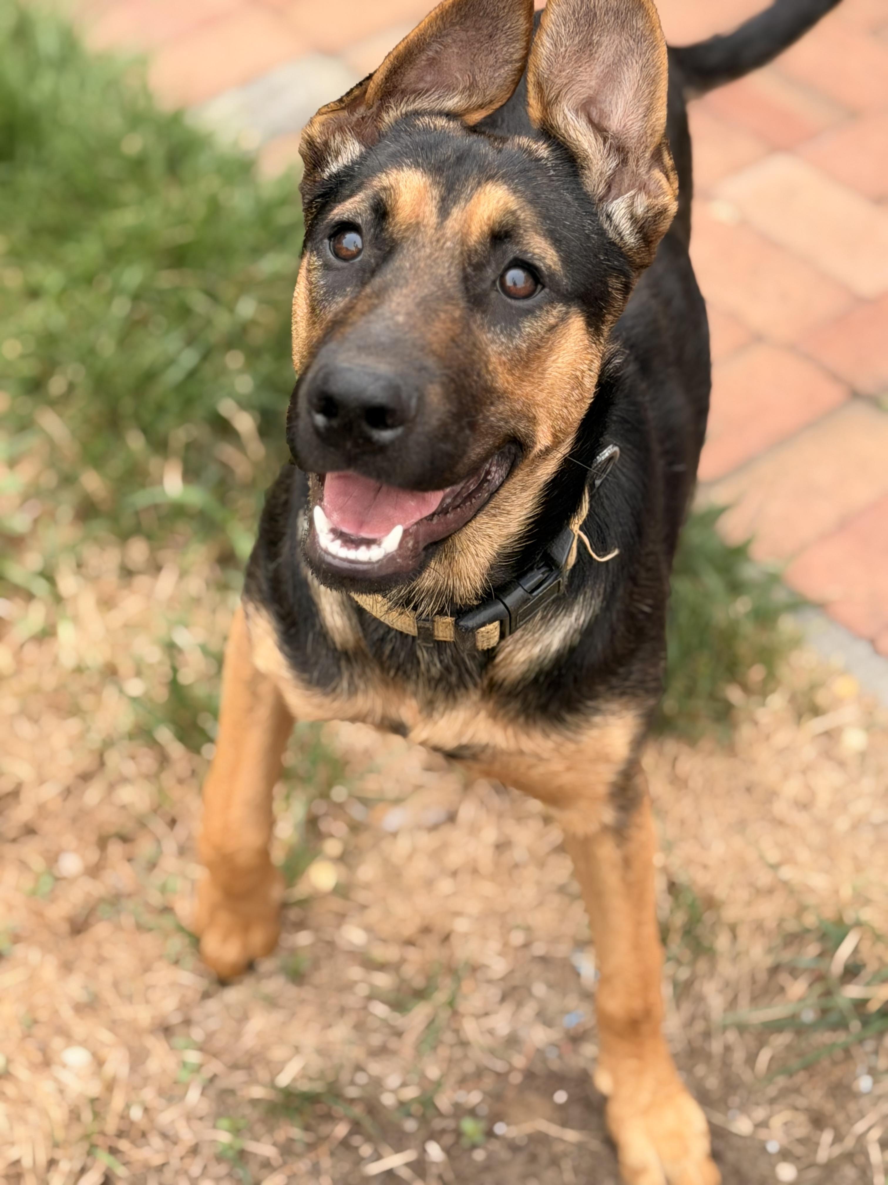 Enlarge Harley, a Adoptable mixed breed in Old Brookville, NY image 3/6