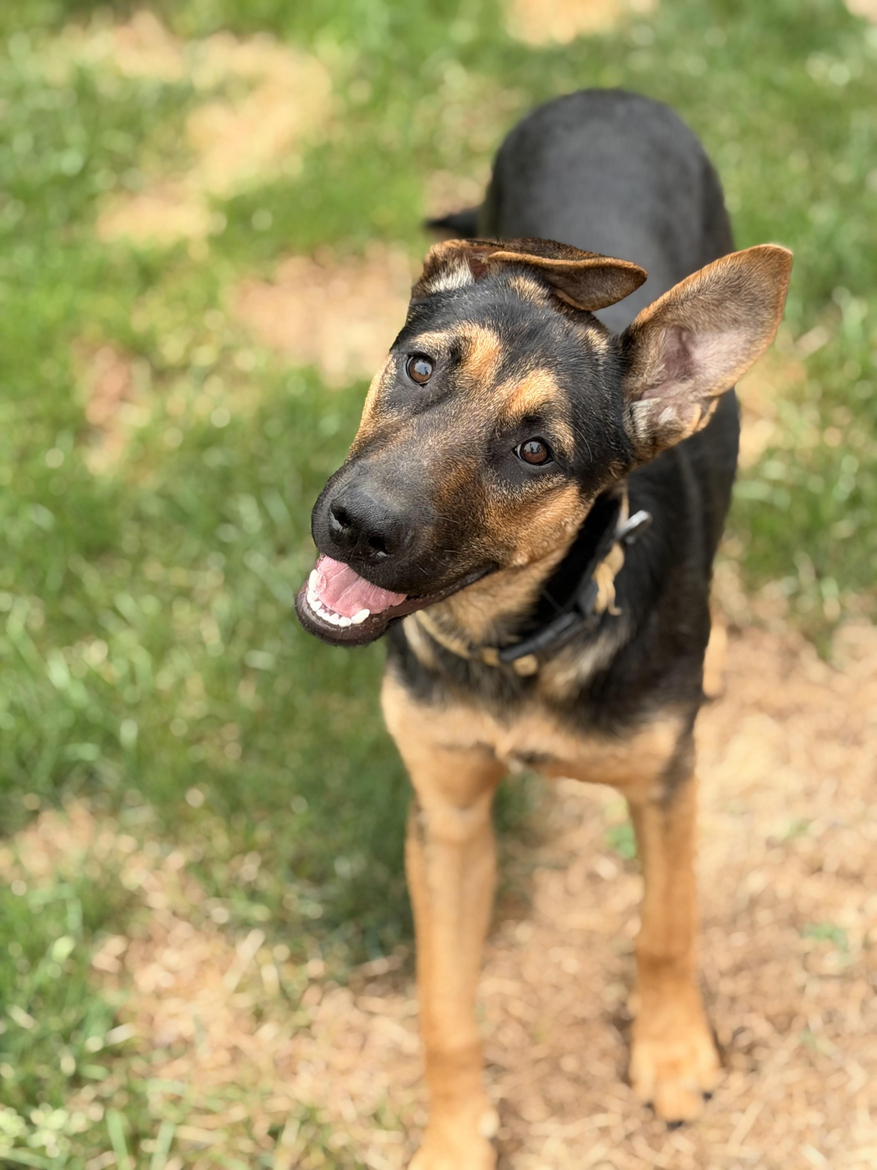 Enlarge Harley, a Adoptable mixed breed in Old Brookville, NY image 5/6