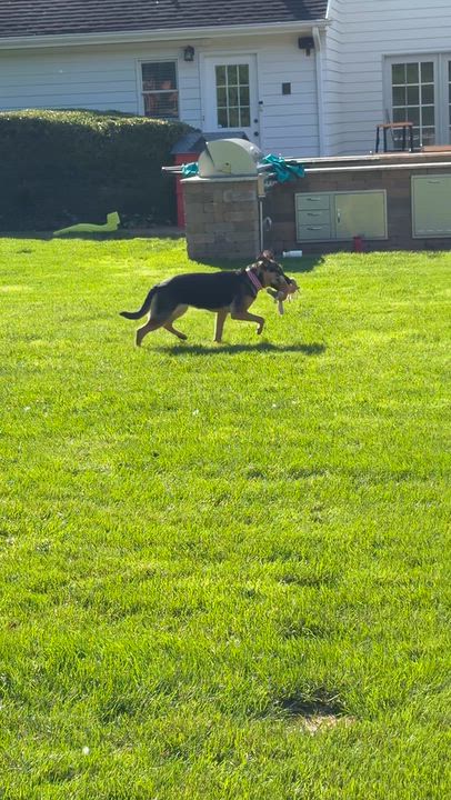 Enlarge Harley, a Adoptable mixed breed in Old Brookville, NY video 4/6